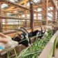 Kementan mengembangkan kambing Saanen di Baturraden. (Foto: Ditjen PKH Kementan)