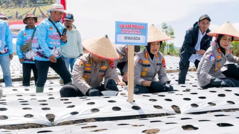 Kapolda Sumbar Irjen Pol Djati Wiyoto Abadhy melakukan penanaman bawang putih secara simbolis di Jorong Air Tawar Utara, Nagari Kampung Batu Dalam, Kecamatan Danau Kembar, Rabu (19/8/2026). (Foto: Polda Sumbar)