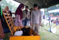 Wali Kota Payakumbuh Zulmaeta meninjau Kontes Kambing Seni Peranakan Etawa (PE) Wali Kota Cup 2026 di Lapangan Kampus Unand Payakumbuh, Minggu (2/8/2026). (Foto: MC Payakumbuh)