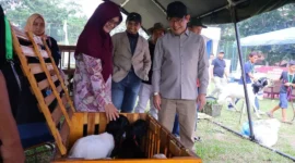 Wali Kota Payakumbuh Zulmaeta meninjau Kontes Kambing Seni Peranakan Etawa (PE) Wali Kota Cup 2026 di Lapangan Kampus Unand Payakumbuh, Minggu (2/8/2026). (Foto: MC Payakumbuh)