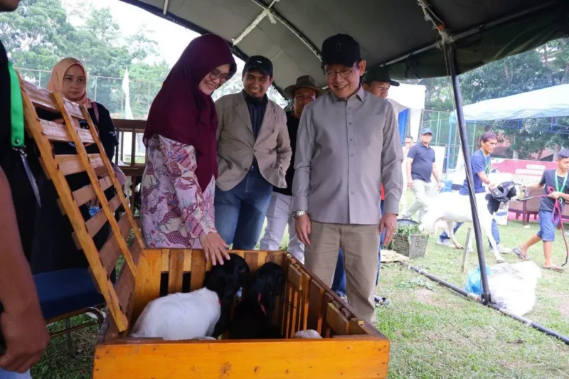 Wali Kota Payakumbuh Zulmaeta meninjau Kontes Kambing Seni Peranakan Etawa (PE) Wali Kota Cup 2026 di Lapangan Kampus Unand Payakumbuh, Minggu (2/8/2026). (Foto: MC Payakumbuh)