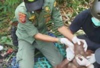 Tim gabungan BKSDA Kalbar, TNGP dan YIARI mengevakuasi orangutan Kalimantan dari perkebunan warga di Ketapang. (Foto: Kemenhut)