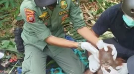 Tim gabungan BKSDA Kalbar, TNGP dan YIARI mengevakuasi orangutan Kalimantan dari perkebunan warga di Ketapang. (Foto: Kemenhut)