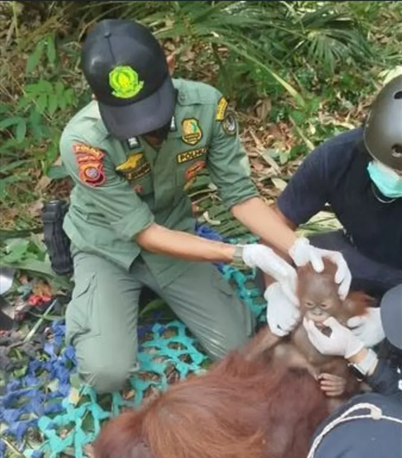 Tim gabungan BKSDA Kalbar, TNGP dan YIARI mengevakuasi orangutan Kalimantan dari perkebunan warga di Ketapang. (Foto: Kemenhut)