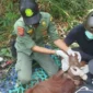 Tim gabungan BKSDA Kalbar, TNGP dan YIARI mengevakuasi orangutan Kalimantan dari perkebunan warga di Ketapang. (Foto: Kemenhut)