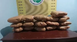 Satresnarkoba Polres Pasaman mengamankan 16 paket besar ganja kering siap edar dalam penangkapan di Pasaman, Kamis (27/8/2026) dinihari. (Foto: Polda Sumbar)