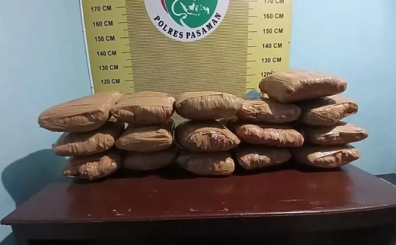 Satresnarkoba Polres Pasaman mengamankan 16 paket besar ganja kering siap edar dalam penangkapan di Pasaman, Kamis (27/8/2026) dinihari. (Foto: Polda Sumbar)