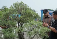 Wali Kota Padang Fadly Amran meninjau Pameran Bursa dan Jemur Bonsai di Lapangan Tugu Apeksi, Balai Kota Padang, Aie Pacah, Sabtu (22/8/2026). (Foto: Pemko Padang)