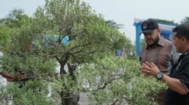 Wali Kota Padang Fadly Amran meninjau Pameran Bursa dan Jemur Bonsai di Lapangan Tugu Apeksi, Balai Kota Padang, Aie Pacah, Sabtu (22/8/2026). (Foto: Pemko Padang)