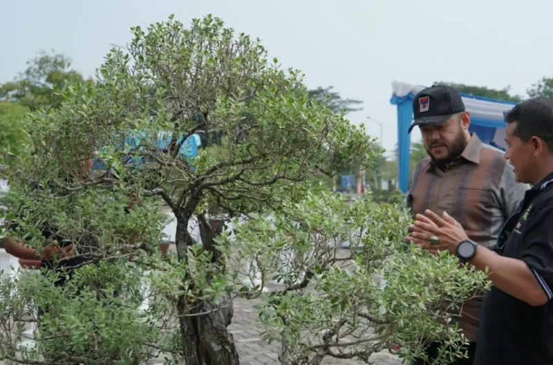 Wali Kota Padang Fadly Amran meninjau Pameran Bursa dan Jemur Bonsai di Lapangan Tugu Apeksi, Balai Kota Padang, Aie Pacah, Sabtu (22/8/2026). (Foto: Pemko Padang)