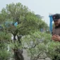 Wali Kota Padang Fadly Amran meninjau Pameran Bursa dan Jemur Bonsai di Lapangan Tugu Apeksi, Balai Kota Padang, Aie Pacah, Sabtu (22/8/2026). (Foto: Pemko Padang)
