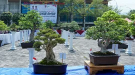 Perkumpulan Penggemar Bonsai Indonesia (PPBI) Cabang Padang menggelar Pameran Bursa dan Jemur Bonsai di Lapangan Tugu Apeksi, Balai Kota Padang, Aie Pacah, Sabtu (22/8/2026). (Foto: Pemko Padang)
