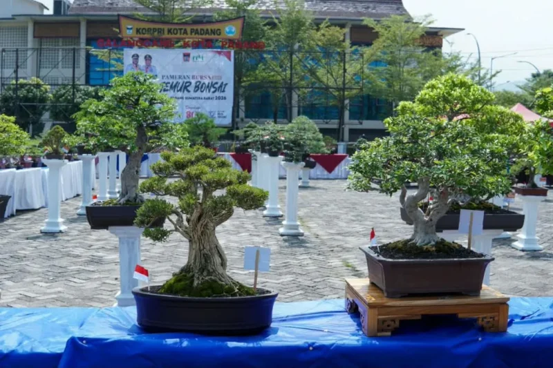 Perkumpulan Penggemar Bonsai Indonesia (PPBI) Cabang Padang menggelar Pameran Bursa dan Jemur Bonsai di Lapangan Tugu Apeksi, Balai Kota Padang, Aie Pacah, Sabtu (22/8/2026). (Foto: Pemko Padang)