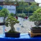 Perkumpulan Penggemar Bonsai Indonesia (PPBI) Cabang Padang menggelar Pameran Bursa dan Jemur Bonsai di Lapangan Tugu Apeksi, Balai Kota Padang, Aie Pacah, Sabtu (22/8/2026). (Foto: Pemko Padang)