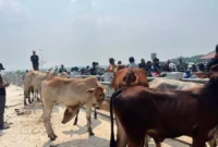 Peresmian Pasar Hewan Jonggol Kabupaten Bogor, Jawa Barat. (Foto: Ditjen PKH Kementan)
