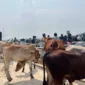Peresmian Pasar Hewan Jonggol Kabupaten Bogor, Jawa Barat. (Foto: Ditjen PKH Kementan)