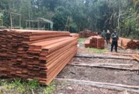 Tumpukan kayu olahan sekitar 60 meter kubik di lokasi. Kayu tersebut diduga berasal dari aktivitas pembalakan liar. (Foto: Kemenhut)