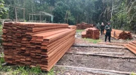 Tumpukan kayu olahan sekitar 60 meter kubik di lokasi. Kayu tersebut diduga berasal dari aktivitas pembalakan liar. (Foto: Kemenhut)