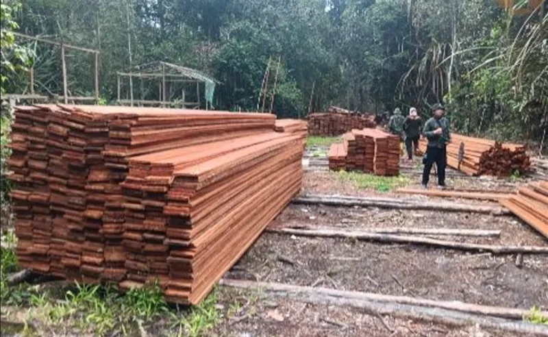 Tumpukan kayu olahan sekitar 60 meter kubik di lokasi. Kayu tersebut diduga berasal dari aktivitas pembalakan liar. (Foto: Kemenhut)