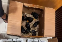 Polisi menggagalkan penyelundupan 25 beo Mentawai dan empat burung lain di Padang. (Foto: Polda Sumbar)