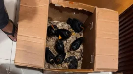 Polisi menggagalkan penyelundupan 25 beo Mentawai dan empat burung lain di Padang. (Foto: Polda Sumbar)