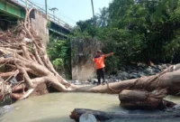 Pohon berukuran besar tersangkut di bawah jembatan SMAN 14 Padang dan menghambat akses aliran Sungai Batang Aro di Kelurahan Batu Gadang, Kecamatan Lubuk Kilangan, Sabtu (22/8/2026). (Foto: BPBD Padang)
