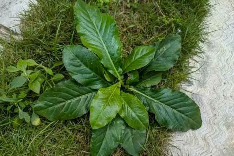 Tapak Liman. (Foto: alodokter.com)