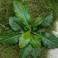 Tapak Liman. (Foto: alodokter.com)