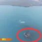 Daratan baru Gunung Anak Krakatau. (Foto: Ist)