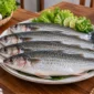 Ilustrasi ikan belanak. (Foto: AI Generated)

