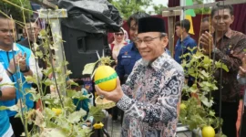 Wakil Wali Kota Padang Maigus Nasir panen melon di KUBE Mego Hydrofarm Indonesia, Kelurahan Pisang, Kecamatan Pauh, Kamis (24/9/2026). (Foto: Pemko Padang)
