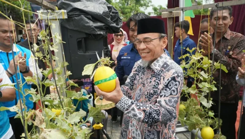 Wakil Wali Kota Padang Maigus Nasir panen melon di KUBE Mego Hydrofarm Indonesia, Kelurahan Pisang, Kecamatan Pauh, Kamis (24/9/2026). (Foto: Pemko Padang)