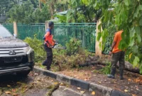 Petugas BPBD Padang mengevakuasi pohon tumbang yang menimpa satu unit mobil di Jalan Batang Anai, Kelurahan Rimbo Kaluang, Kecamatan Padang Barat, Kota Padang, Sabtu (19/9/2026). (Foto: BPBD Padang)