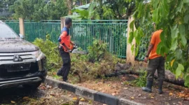 Petugas BPBD Padang mengevakuasi pohon tumbang yang menimpa satu unit mobil di Jalan Batang Anai, Kelurahan Rimbo Kaluang, Kecamatan Padang Barat, Kota Padang, Sabtu (19/9/2026). (Foto: BPBD Padang)