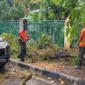 Petugas BPBD Padang mengevakuasi pohon tumbang yang menimpa satu unit mobil di Jalan Batang Anai, Kelurahan Rimbo Kaluang, Kecamatan Padang Barat, Kota Padang, Sabtu (19/9/2026). (Foto: BPBD Padang)
