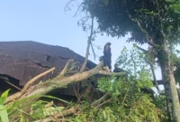 Pohon tumbang menimpa rumah di Padang. (Foto: BPBD Padang)