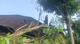 Pohon tumbang menimpa rumah di Padang. (Foto: BPBD Padang)