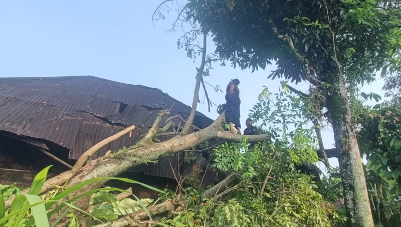 Pohon tumbang menimpa rumah di Padang. (Foto: BPBD Padang)