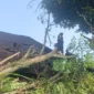 Pohon tumbang menimpa rumah di Padang. (Foto: BPBD Padang)