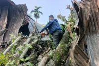 Tim Rescue BPBD Padang membersihkan material pohon tumbang yang menimpa bagian dapur rumah warga di RT 01 RW 04 Kelurahan Bandar Buat, Kecamatan Lubuk Kilangan, Senin (14/9/2026). (Foto: BPBD Padang)