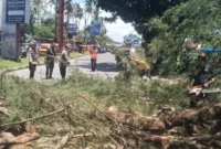 Petugas membersihkan material pohon tumbang di Jalan Adinegoro, Kota Padang, Senin (28/9/2026). (Foto: BPBD Padang