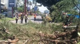 Petugas membersihkan material pohon tumbang di Jalan Adinegoro, Kota Padang, Senin (28/9/2026). (Foto: BPBD Padang