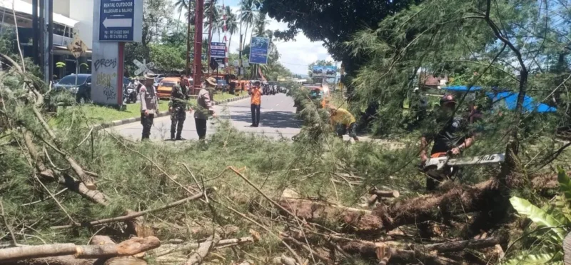 Petugas membersihkan material pohon tumbang di Jalan Adinegoro, Kota Padang, Senin (28/9/2026). (Foto: BPBD Padang