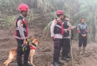Personel Unit Polsatwa Ditsamapta Polda Sumbar bersama anjing pelacak K9 melakukan penyisiran di sepanjang jalur aliran air bah di Kabupaten Solok, Kamis (24/9/2026). (Foto: Polda Sumbar)