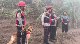 Personel Unit Polsatwa Ditsamapta Polda Sumbar bersama anjing pelacak K9 melakukan penyisiran di sepanjang jalur aliran air bah di Kabupaten Solok, Kamis (24/9/2026). (Foto: Polda Sumbar)