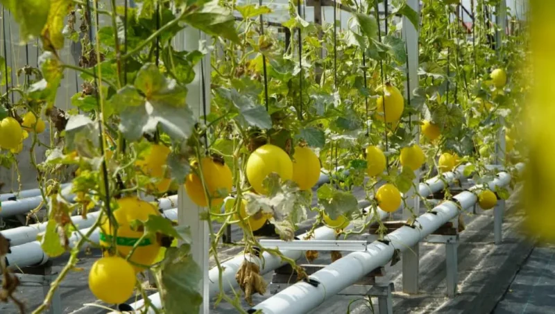 Green house KUBE Mego.Id di Kelurahan Pisang, Kecamatan Pauh, Kota Padang. (Foto: Pemko Padang)