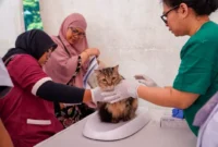 Foto: Ditjen PKH Kementan.