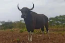 Banteng Jawa. (Foto: Kemenhut)