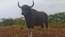 Banteng Jawa. (Foto: Kemenhut)