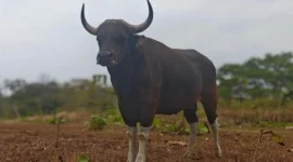 Banteng Jawa. (Foto: Kemenhut)